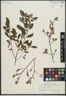 Foto von Salix repens L. x Salix starkeana Willd.
